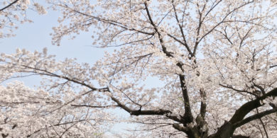 布施駅近くの満開の桜