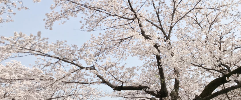布施駅近くの満開の桜